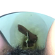 A rear close-up of a very cute girl's ass as a short hang drops, then she pulls a tampon. Brief clip. Filmed from a between the legs perspective. Vertical format video. About a minute.